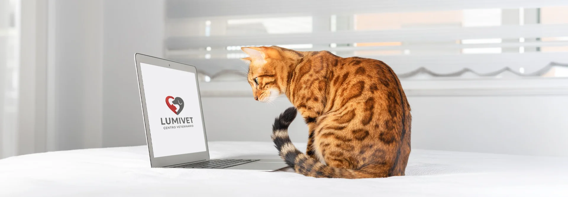 Contato Lumivet — clínica veterinária 24h em Curitiba