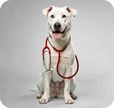Lumivet Clínica Veterinária em Curitiba — cuidado veterinário com estetoscópio