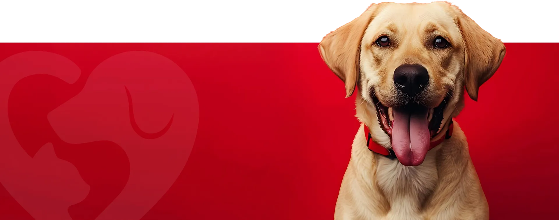 Golden retriever em atendimento veterinário 24 horas em Curitiba